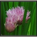 Chive flowers complete with bugs by rosiekind
