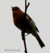 23rd May 2012 - Robin singing at the top of the tree