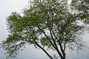 23rd May 2012 - Tree