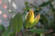 23rd May 2012 - Beauty in a leaf
