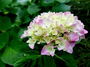 19th May 2012 - Blushing Hydrangea