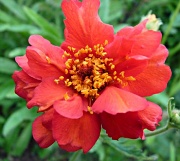 23rd May 2012 - Geum
