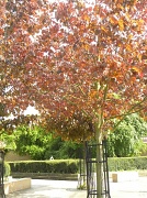 15th May 2012 - Trees in central Wandsworth