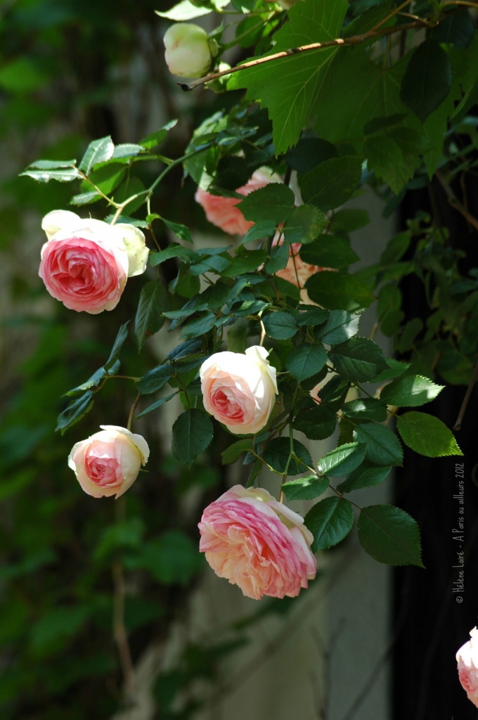 Roses for today by parisouailleurs