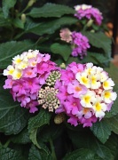 23rd May 2012 - Lantana for my porch pots (for Genny)