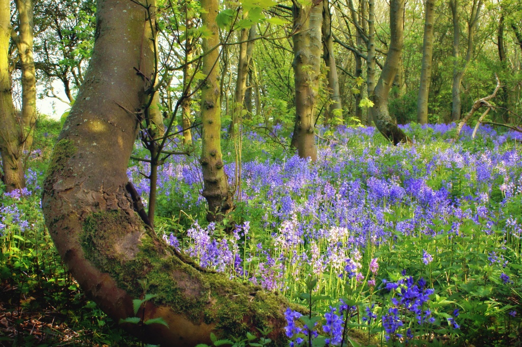Bluebell woods by bmnorthernlight