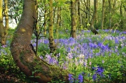 21st May 2012 - Bluebell woods
