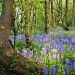Bluebell woods by bmnorthernlight
