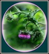 22nd May 2012 - Thistle