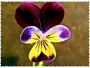 10th May 2012 - Tiny Viola