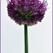 Allium Hollandicum "Purple Sensation" by seanoneill