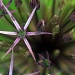 Allium aflatunense alternative view by seanoneill