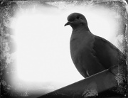 23rd May 2012 - Old Bird