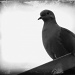 Old Bird by grammyn