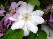 22nd May 2012 - Neighbors' Flower 5.22.12
