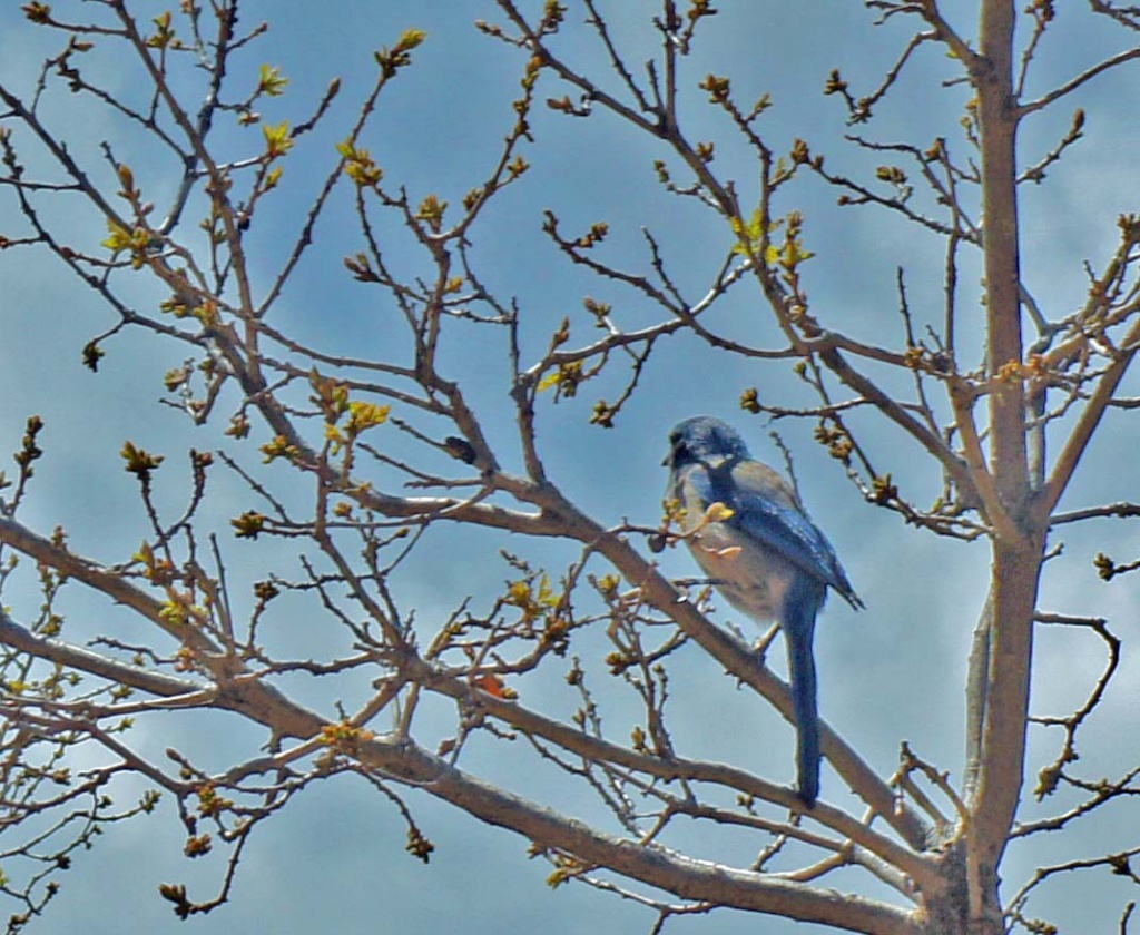 blue bird by dmdfday