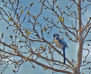 30th Apr 2012 - blue bird