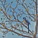blue bird by dmdfday