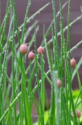 2nd May 2012 - chives...