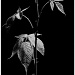 Leaf & Thorn Detail by skipt07