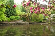23rd May 2012 - Rain at the Rhododendron Garden