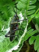 20th May 2012 - Grasshopper?  Locust?  Bug?  