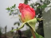 24th May 2012 - pink rosebud with greenfly