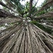 Under the Banyan tree by peterdegraaff
