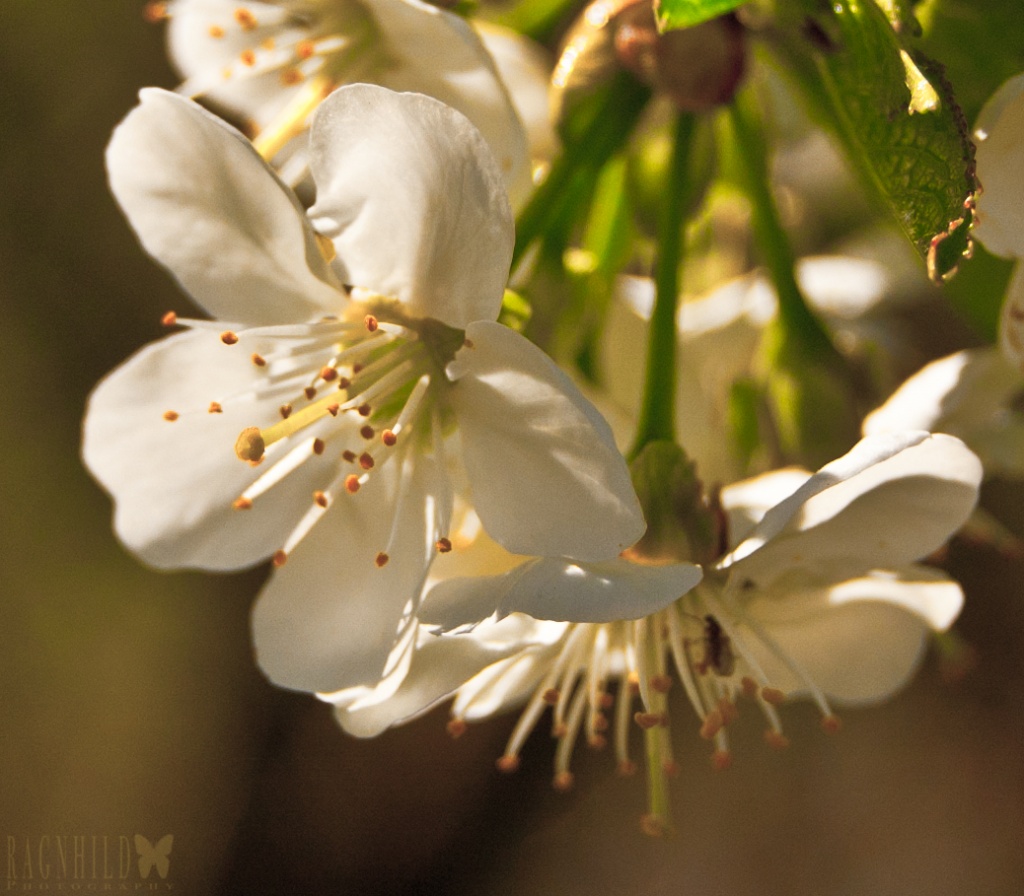 Blossoms by ragnhildmorland