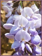 24th May 2012 - Wisteria