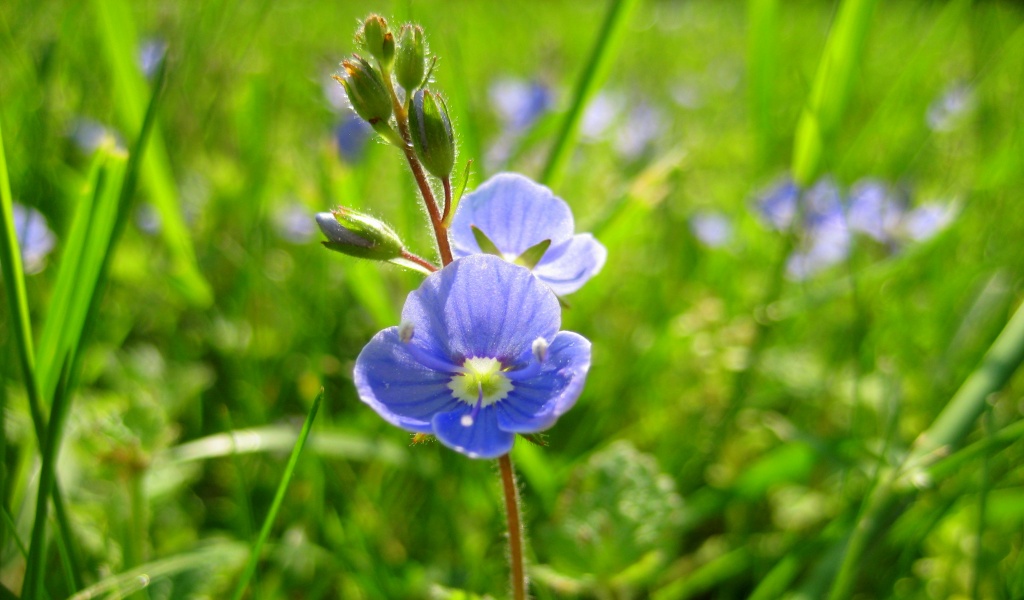 Tiny Blue Weed in the Grass by filsie65