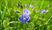 24th May 2012 - Tiny Blue Weed in the Grass