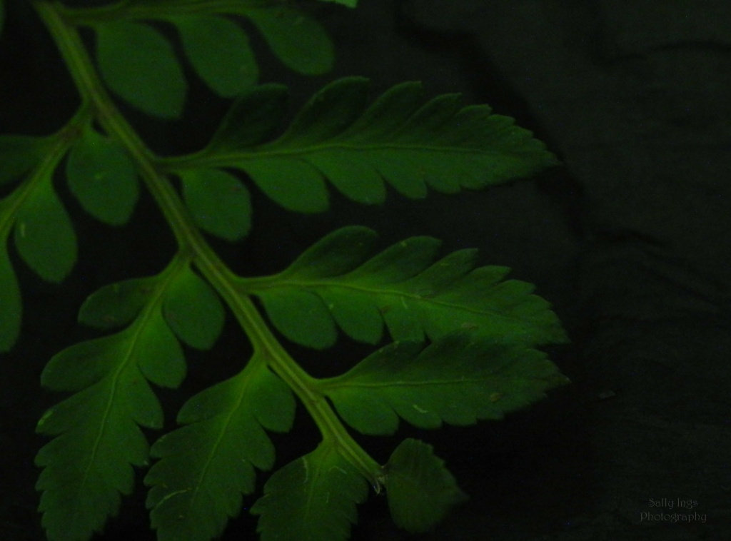 Fern Leaf Tweak by salza