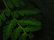 22nd May 2012 - Fern Leaf Tweak