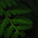 Fern Leaf Tweak by salza