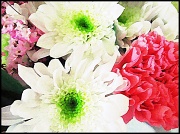 23rd May 2012 - Bouquet