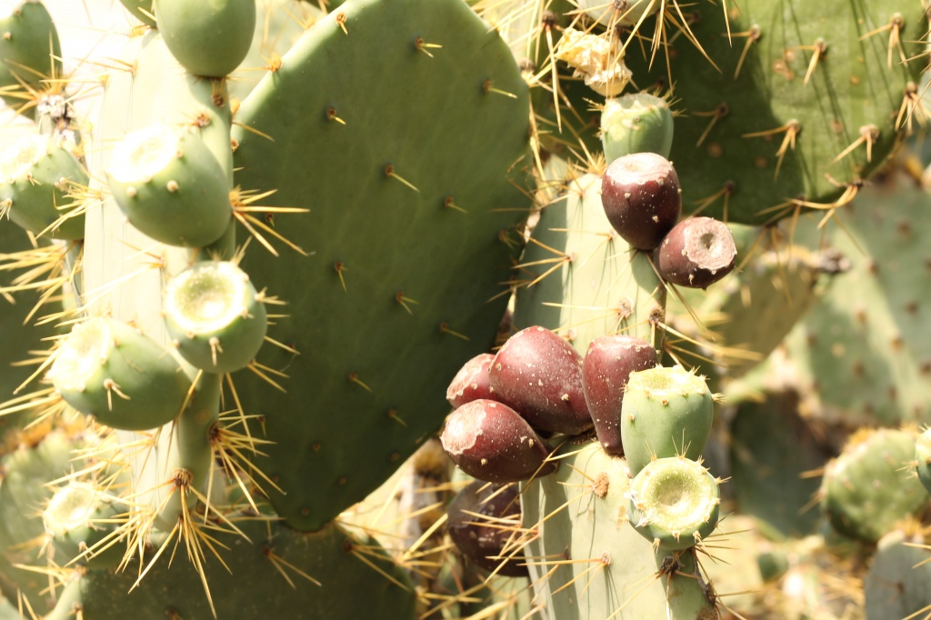 Prickly Pear Cactus by judyc57