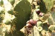24th May 2012 - Prickly Pear Cactus