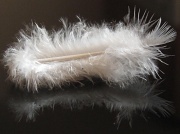 24th May 2012 - white feather