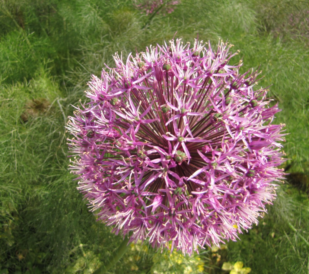 Allium amongst the fennel by busylady