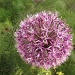 Allium amongst the fennel by busylady