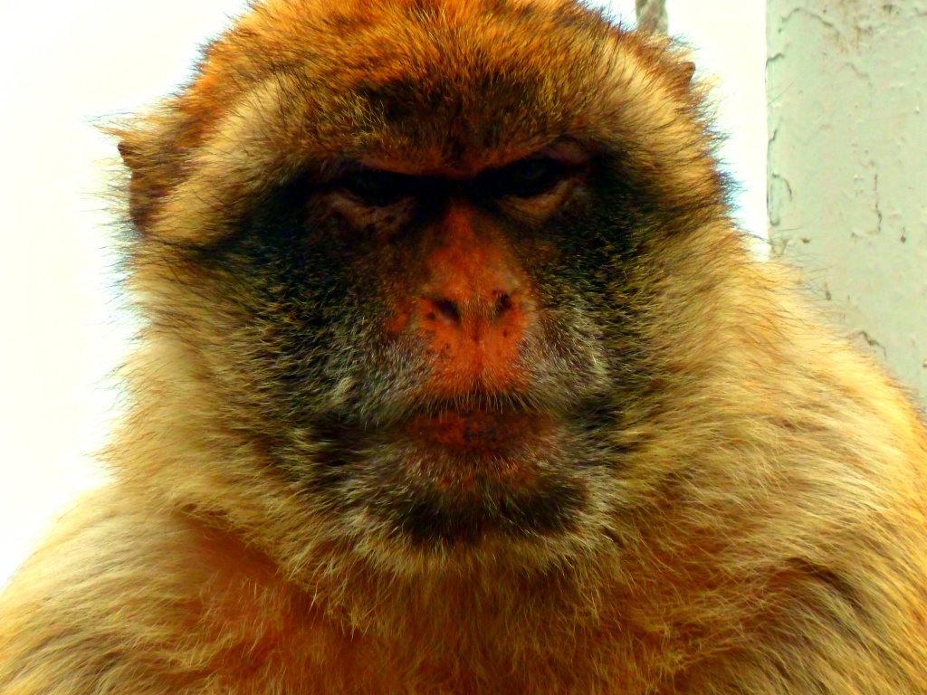 Barbary Ape by tonygig
