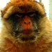 Barbary Ape by tonygig