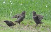 24th May 2012 - Squabbling fledgelings