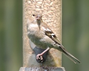 24th May 2012 - Female chaffinch