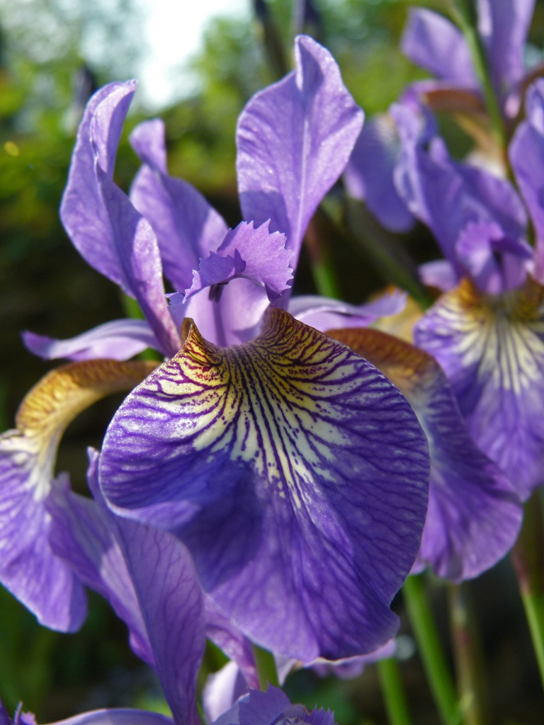 iris by jantan