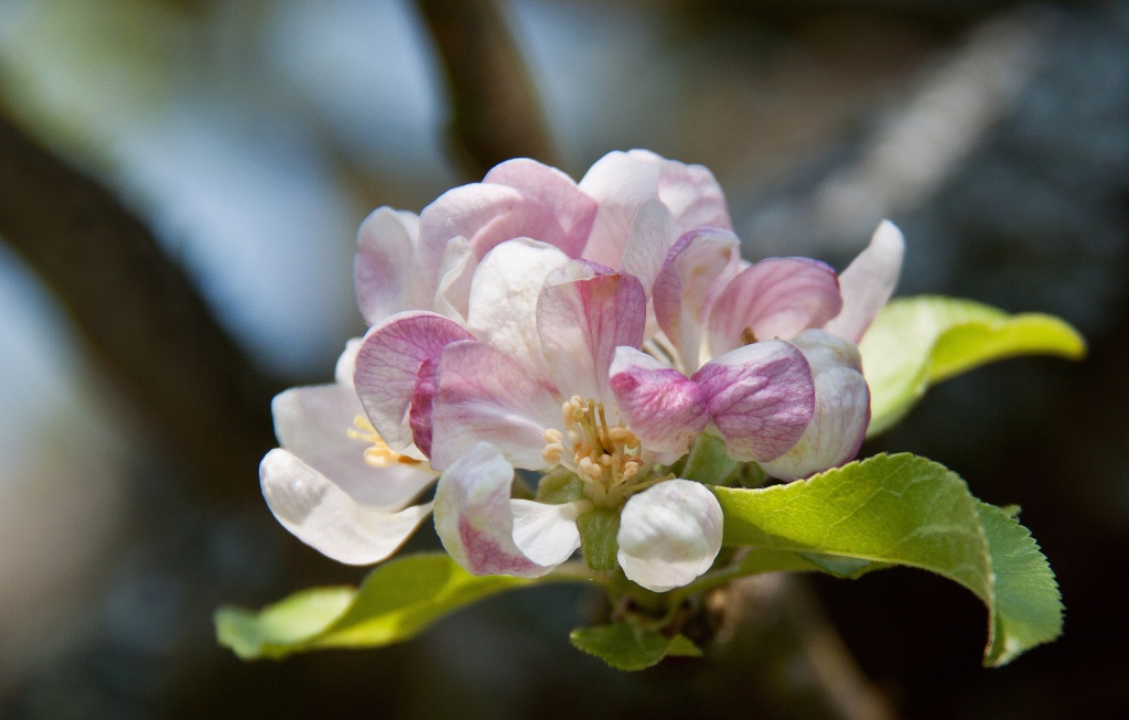 Apple blossom time by dulciknit