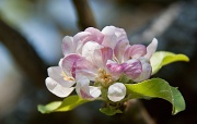23rd May 2012 - Apple blossom time