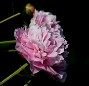 24th May 2012 - Peonies are blooming