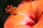 24th May 2012 - Hibiscus